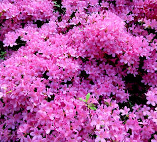 Spaziergang durch den Rhododendronpark im Mai