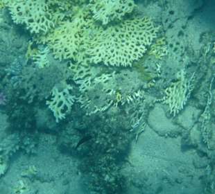 Abgebrochene Korallen wo man hinschaut