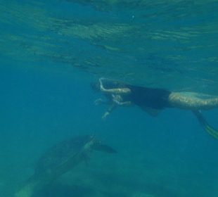 Tylko my i żółw...