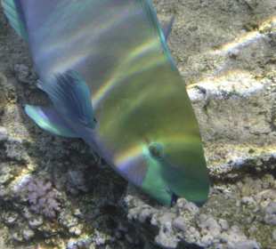 Diese Farbenpracht..