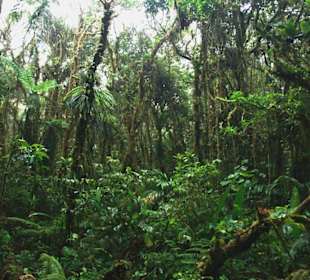 Nebelwald Monteverde