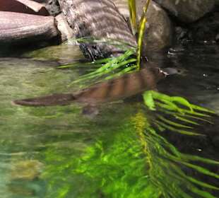 Zoobesuch bei Brisbane