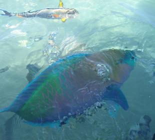 Wunderschöner Fisch