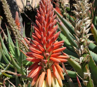 Aloe Vera-Blüte im Botanischen Garten