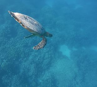 Meeresschildkröte nach dem Luft holen