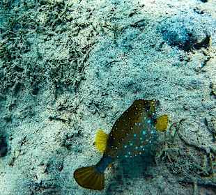 Schnorcheln Soma Bay