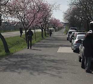 Wandern Bad Dürkheim