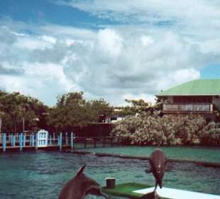 Delphinshow im Aquarium auf der Isla San Martin