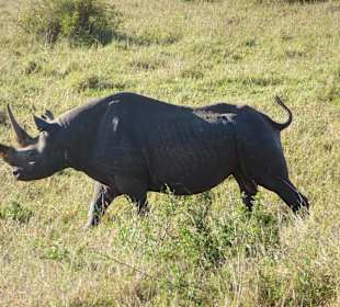 Ganz selten ein Nashorn direkt voraus