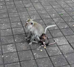 Sacred Monkey Forest Sanctuary