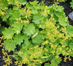 Rundgang durch den Kräuterlehr- und Schaugarten