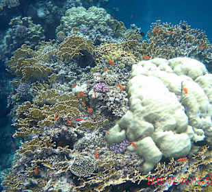 Schnorcheln Marsa Alam