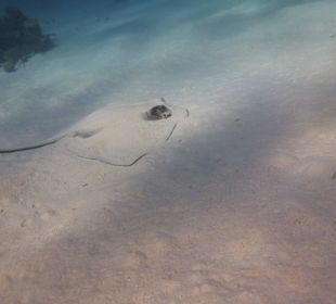 Rochenbesuch während der Delfintour - einmalig!