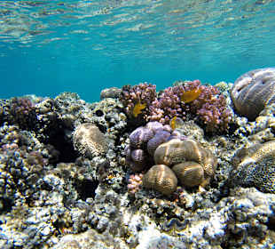 Schnorcheln Makadi Bay