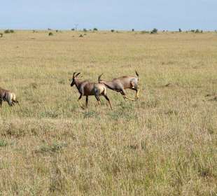 Нгоронгоро