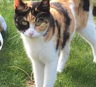 Stadtrundgang Belek - Bogazkent