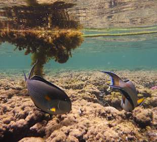 Schnorcheln Makadi Bay