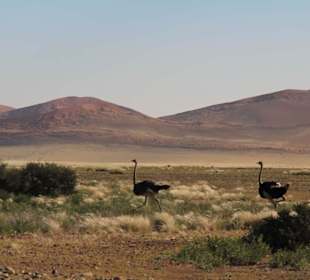 Straußenmännchen im Naukluftgebirge