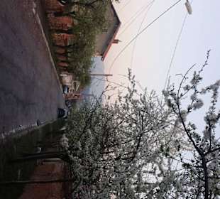 Дорога в цветах