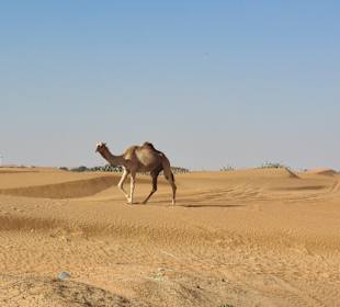 Wüstentour Dubai