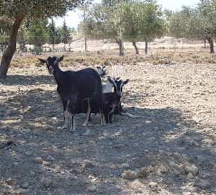 Ziegen auf der straße