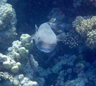 Schnorcheln Makadi Bay