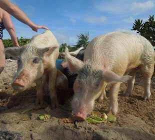 Schweine auf der Insel