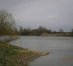 Spring ? soon green will reign