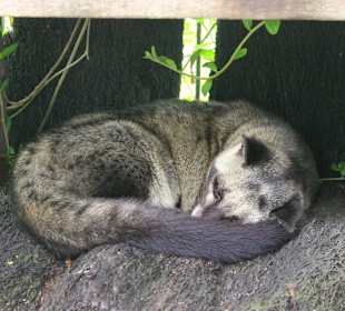 Luwak im Gehege