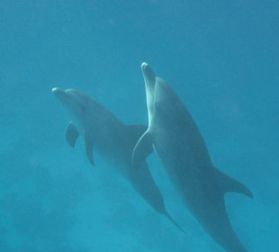 Schwimmen mit Delphinen