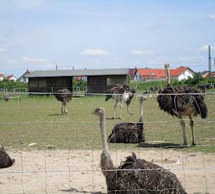 Straußenfarm Mhou Rülzheim