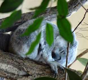Schlafender Koala