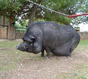 Der Schnitzl