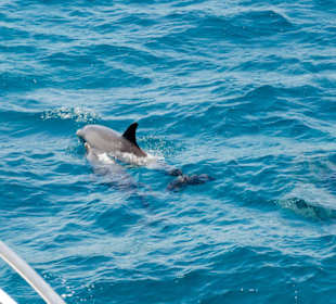 Delfine unterwegs