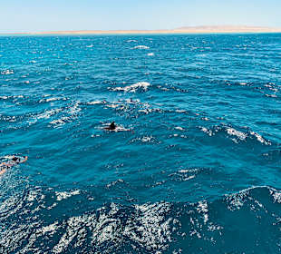 Delfin Tour Hurghada
