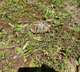 Schildkröten freilebend