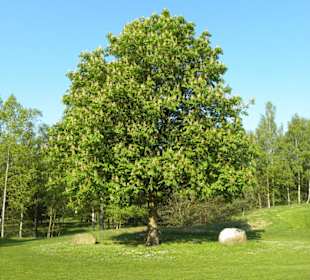 Golfclub Herzogstadt Celle e.V.