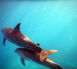 Delphinsafari mit Mo