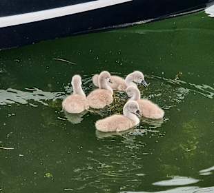 Junge Schwäne.