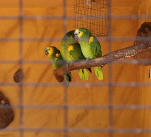 Vögel wo man hin guckt