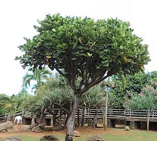 La Vanille des Mascareignes