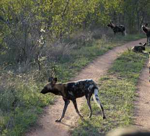 Wildhunde im Kruger NP nahe Malelane