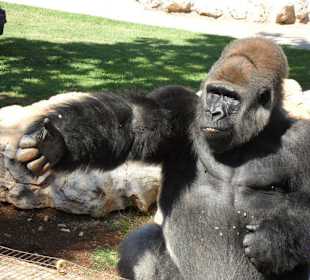 Gorilla