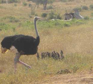 Strauss mit Erdmännchenfamilie