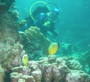 Taucher mit Falterfische am Hausriff