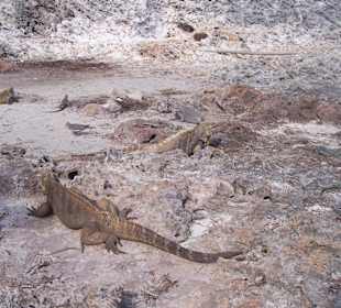 Leguane