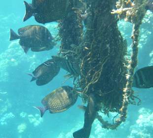 Schnorcheln Marsa Alam