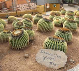 Echinocactus