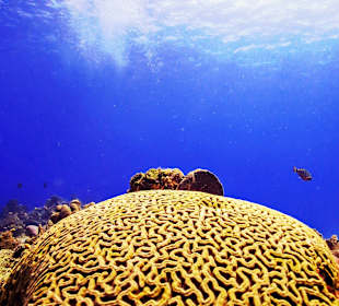 Tauchen Isla Cozumel