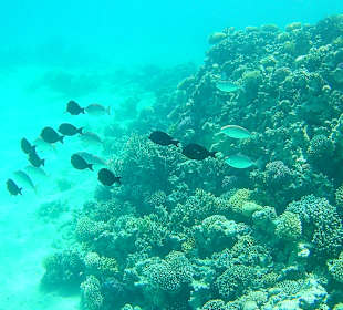 Schnorcheln Soma Bay